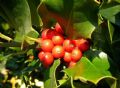 Ilex aquifolium